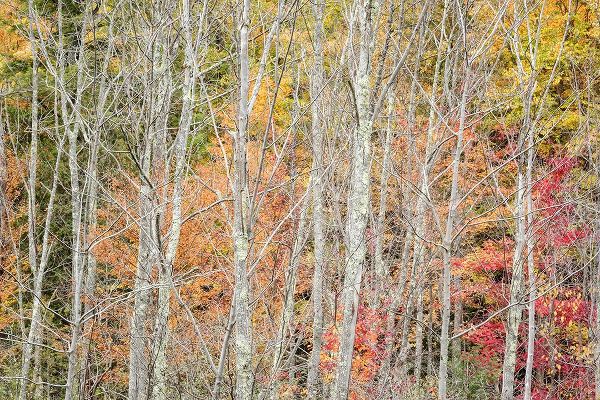 Collins, Ann 아티스트의 USA-New York-Adirondacks Keene-autumn foliage past peak작품입니다.